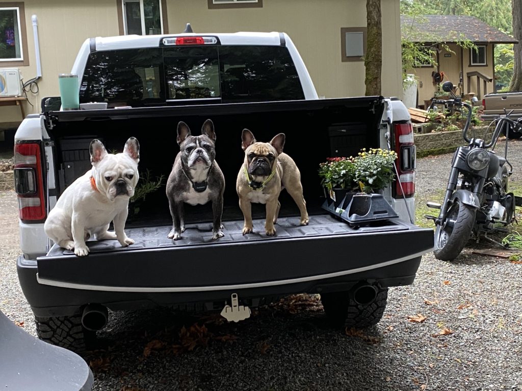 three bull dogs in a pick up truck